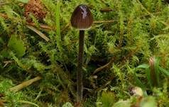 Grauer Nitrathelmling, Foto 23