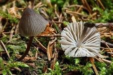 Grauer Nitrathelmling, Foto 31