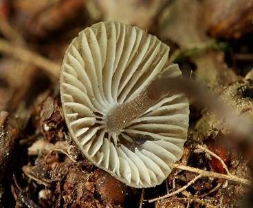 Grauer Nitrathelmling, Foto 5