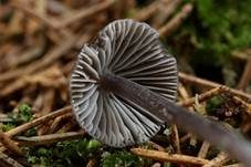 Grauer Nitrathelmling, Foto 32