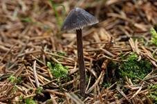 Grauer Nitrathelmling, Foto 33