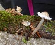 Grauer Nitrathelmling, Foto 34