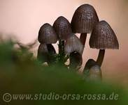 Grauer Nitrathelmling, Foto 35