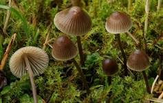 Grauer Nitrathelmling, Foto 6