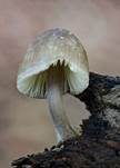 Grauer Nitrathelmling, Foto 43