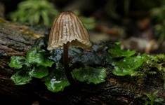 Grauer Nitrathelmling, Foto 7