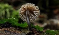 Grauer Nitrathelmling, Foto 8