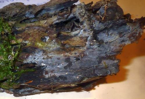 Grauer Rindenflauschpilz, Foto 2