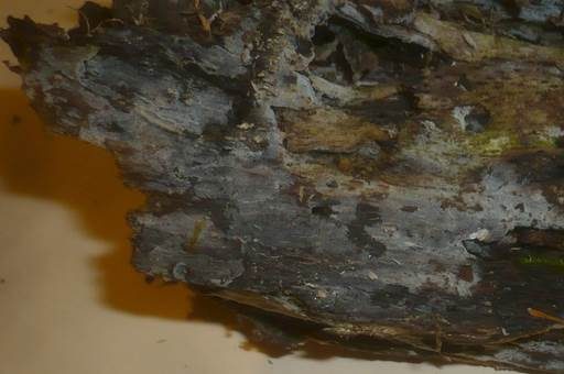 Grauer Rindenflauschpilz, Foto 3