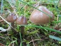 Grauer Saftling, Foto 13