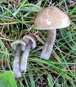 Grauer Saftling, Foto 4
