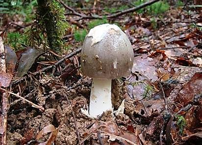 Grauer Scheidenstreifling, Foto 3