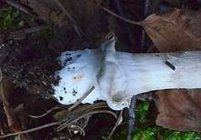 Grauer Scheidenstreifling, Foto 19