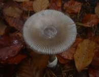 Grauer Scheidenstreifling, Foto 26