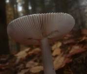 Grauer Scheidenstreifling, Foto 27