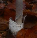 Grauer Scheidenstreifling, Foto 28