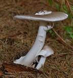 Grauer Scheidenstreifling, Foto 7