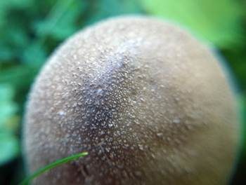 Grauer Stäubling, Foto 3