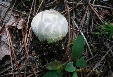 Grauer Stäubling, Foto 4