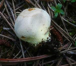Grauer Stäubling, Foto 6