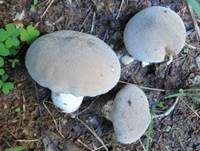 Grauer Stäubling, Foto 8