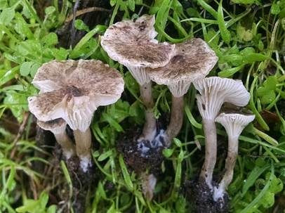 Graufilziger Trichterling, Foto 2