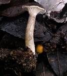 Graufilziger Trichterling, Foto 12