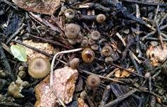 Graufilziger Trichterling, Foto 7