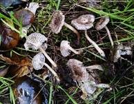 Graufilziger Trichterling, Foto 11