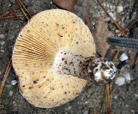 Bereifter Ledertäubling, Foto 3