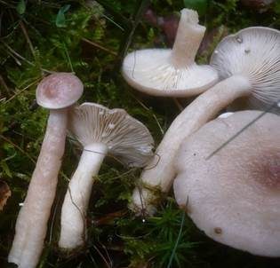 Graufleckiger Milchling, Foto 3
