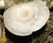 Graufleckiger Milchling, Foto 14