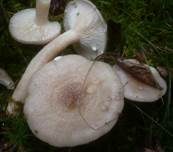 Graufleckiger Milchling, Foto 6