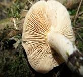 Graufleckiger Milchling, Foto 7