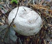 Graufleckiger Milchling, Foto 8