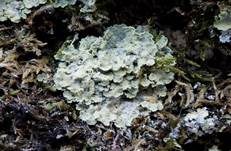 Graugelbe Krustenflechte, Foto 6