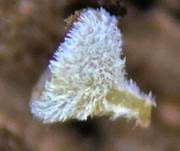 Graugelber Proliferodiscus, Foto 12