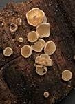 Graugelber Proliferodiscus, Foto 14