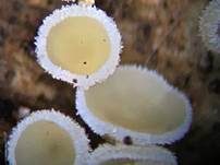 Graugelber Proliferodiscus, Foto 16
