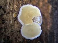 Graugelber Proliferodiscus, Foto 22