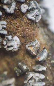 Graugelber Proliferodiscus, Foto 5