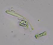 Graugelber Proliferodiscus, Foto 32