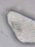 Graugelber Proliferodiscus, Foto 34