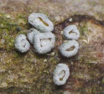 Graugelber Proliferodiscus, Foto 6