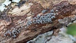 Graugelber Proliferodiscus, Foto 7