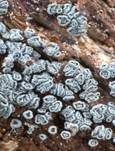 Graugelber Proliferodiscus, Foto 8