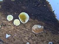 Graugelber Proliferodiscus, Foto 11