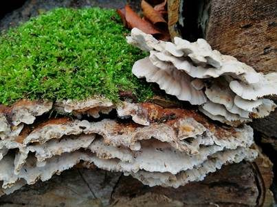 Graugelber Rauchporling, Foto 4