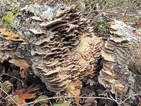 Graugelber Rauchporling, Foto 7