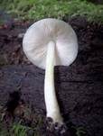 Graugrüner Dachpilz, Foto 16